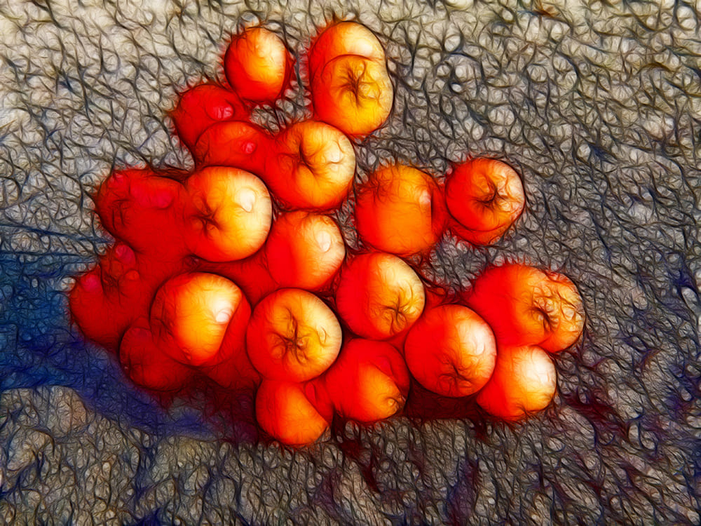 rowan berries digital art